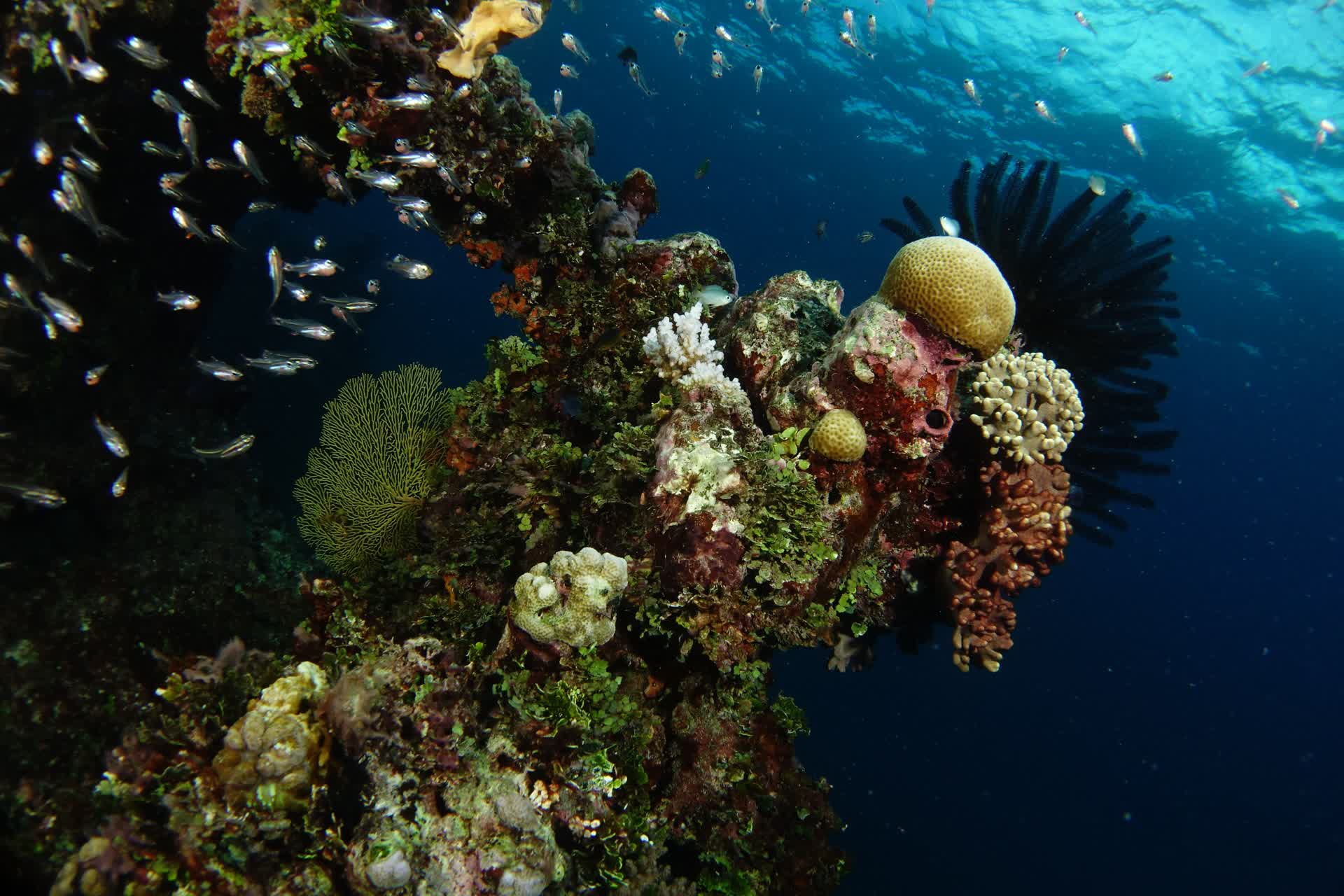 Underwater reefscape, at Knife Reef